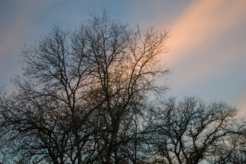 Sky at sunset through a tree
