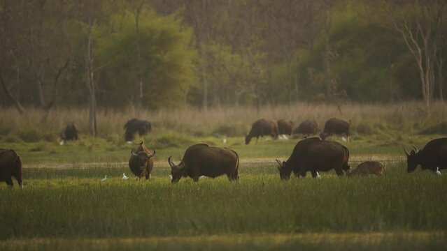 Indian Gaur herd feeding in forest landscape
