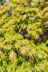 Japanese maple tree, close-up shot at shallow depth of field