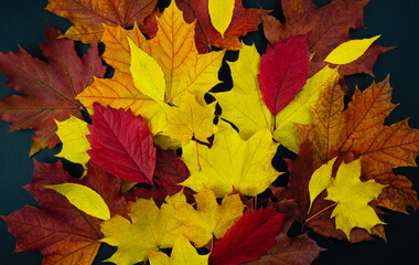 Naklejka na ściany i meble Multicolored autumn leaves on the black background. Autumn background. Flatlay. Top view. Selective focus.
