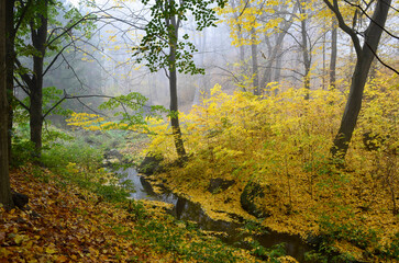 Autumn park in the misty morning