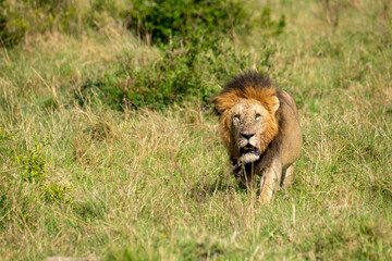 Maasai Mara Lion