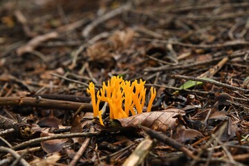 Zjawiskowy ze względu na kolor i kształt, przypominający koralowce, grzyb pięknoróg największy (Calocera viscosa) © Lancan