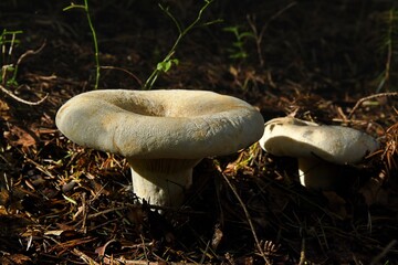 Tworzący duże, z wiekiem coraz bardziej wklęsłe kapelusze grzyb mleczaj chrząstka (Lactarius vellereus)