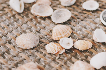 Many sea shell on a sunbed, close up - 537493678