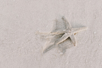 Starfish moving on the sandy beach, top view - 537493695