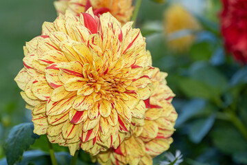 Dahlien-Blüten