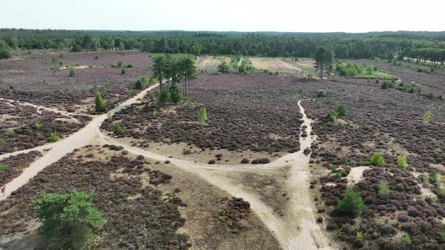 Heide or hei also heath vegetation consists of dwarf shrubs from the heather family. Flora in bloom in August in The Netherlands Sand ground nature park. Aerial drone overview.