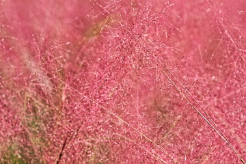 Could you get the temple and foliage in the background？