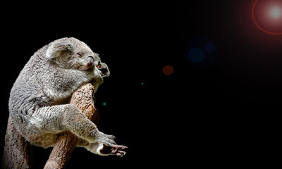 A cute Koala bear take a nap in a Eucalyptus tree branch against black background. bushland New South Wales, Australia. © IKT224