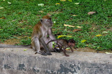 Mother and Infant Long-Tailed Macaque monkey at the Batu Caves complex at Gombak, Malaysia.