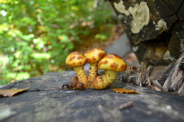 Mushrooms © Marharyta