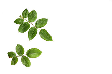 green leaves isolated on white