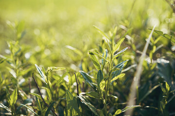 Wild grass with water drops in the early morning