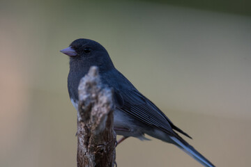 Dark-Eyed Junco (Slate-Colored Junco) close up on a branch