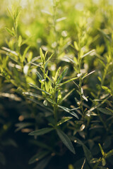 Fototapeta premium Wild grass with water drops in the early morning