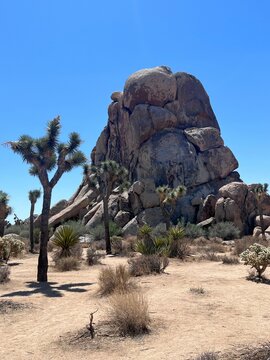 Vertical Shot Of Tropical Trees And Dried Plants In The Desert With  Stony Formation In The Back