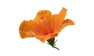 Closeup of orange hibiscus flower blossom blooming isolated on white background, stock photo, spring summer flower, single plants