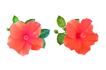 Closeup of two orange red colour hibiscus flower blossom blooming isolated on white background, stock photo, spring summer flower, double plants