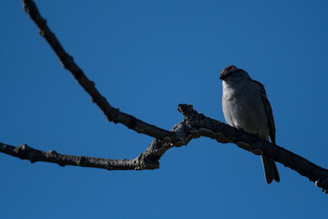 Chipping Sparrow with sunlight from the side