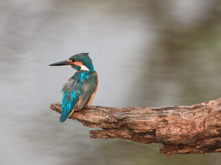 Common kingfisher on a branch
