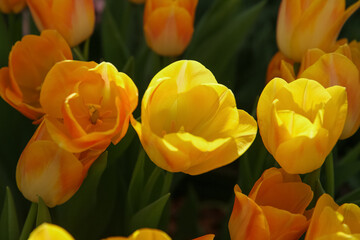 Yellow tulips in the garden, blurred floral background