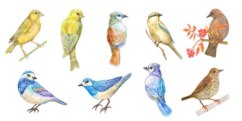 Collection of cute little birds. A yellow bird standing on a twig. Back view of birds. A brown bird sitting on a branch of a rowan tree. A set of nice bluebirds. Watercolor painting. png - 537500253