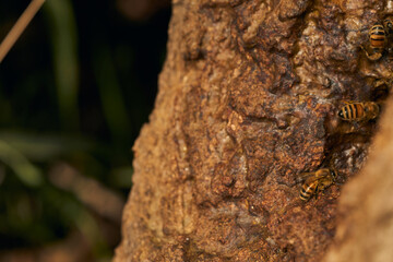 Honeycomb on a tree trunk