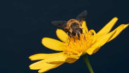 Details of a Hoverfly on a yellow flower and bluish background