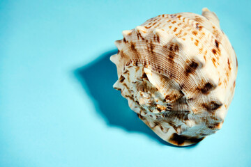 Seashell on a blue background, close-up. Travel concept