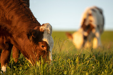 Two young cows, cattle, heifers are grazing on the pasture in summer, close up