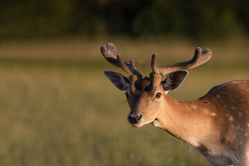Cautious deer buck looking at the camera, closeup, dama dama