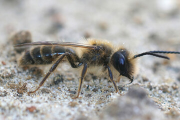 Closeup on a male of the rare Trimmers mining bee, Andrena trimmerana