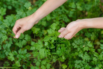 A woman picks greens in the garden.