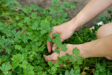A woman picks greens in the garden.