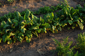 Fototapeta na wymiar Plant of swiss marigold chard cultivation food