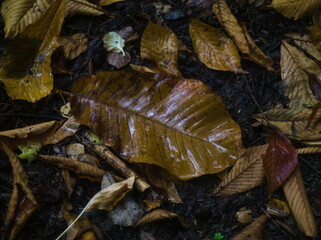 雨に濡れた落ち葉