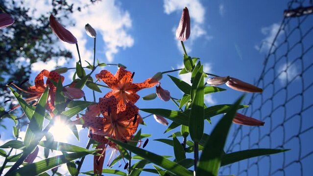 Lily lanceolate red in the garden in the bright sun against the blue sky. Growing flowers. Gardening.