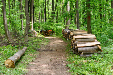 Felled trees. Deforestation concept. Stumps, logs and branches of tree after cutting down forest. Deforestation, dead trees and forest dieback. Deforestation in Fruška Gora in Serbia © nedomacki