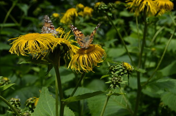 Butterflies on flowers. Vanessa cardui on yellow flowers.