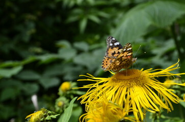 Butterflies on flowers. Vanessa cardui on yellow flowers.