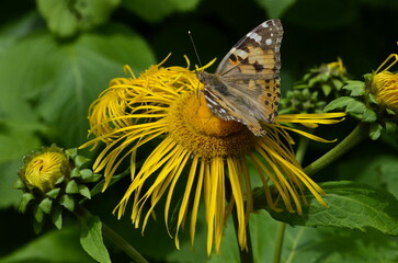 Butterflies on flowers. Vanessa cardui on yellow flowers.