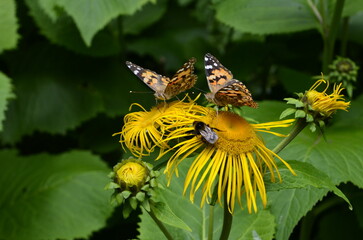 Butterflies on flowers. Vanessa cardui on yellow flowers.