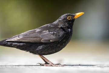 close up of beautiful bird
