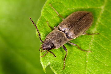 Closeup on a brown hairy clicking beetle, Athous haemorrhoidalis.