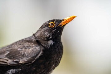 close up of beautiful bird