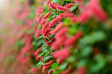 Acalypha reptans, Dwarf Chenille, the Lance Leaf Copper Plant