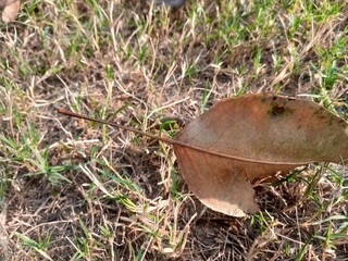 Dry leaves in the grass