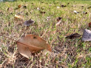 Dry leaves in the grass