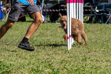 Dog agility in action. The dog is crossing the slalom sticks on  grass track.